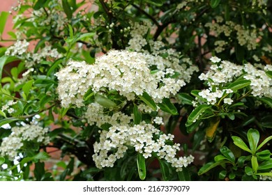 White Hawthorn Blossom In Flower