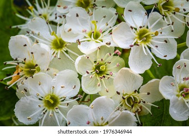 White hawthorn flowers in spring garden, close up, macro. Single-seeded hawthorn bloom ( may, mayblossom, maythorn, quickthorn, whitethorn, motherdie, haw ). Crataegus monogyna blossoms - Powered by Shutterstock
