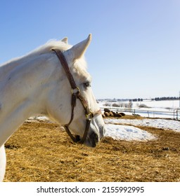 white with head turned to one sid