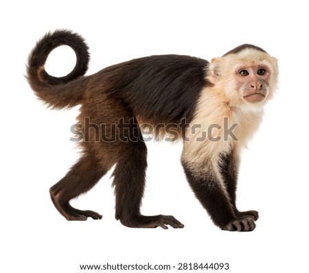 White Headed Capuchin Monkey with Cream White Fur and Black Body Full Body Primate Isolated on White Background