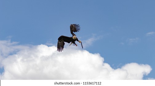 White Headed  Eagle flying.