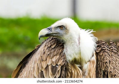 White headed vulture. Griffon vulture. Gyps fulvus. Griffon vulture portrait