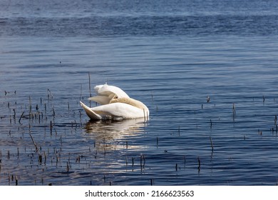 White headless swan at blue water near old reeds. Visual effect of headless bird. Mute Swan grooming its feathers and appearing headless. Swan aerobics in water. Funny acrobatic swan.