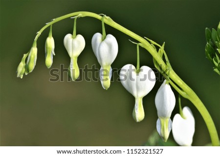 Similar – Vier Anemonen-Sylvestris