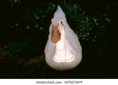 White Heavy Duck Or Domestic Duck Also Known As America Pekin Duck, Long Island, Pekin Or Aylesbury Duck, Looking At Camera On Dark Green Background Isolated. High Angle View.