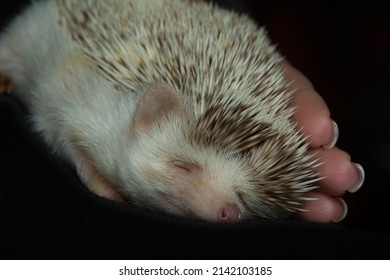 White Hedgehog Sleeping With Hand