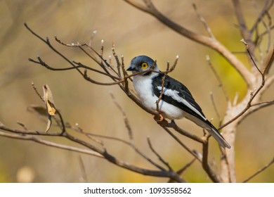 White Helmetshrike In Kruger National Park, South Africa ; Specie Prionops Plumatus Family Of Vangidae