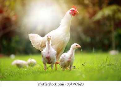 White Hen And Chickens In Nature , Free Range, Antibiotic And Hormone Free Farming.