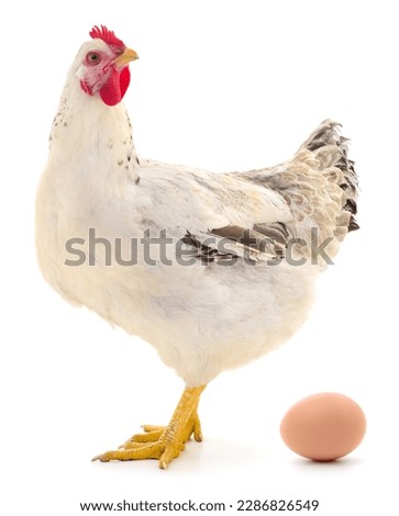 White hen and egg isolated on white background.