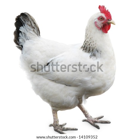White hen isolated