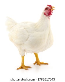 White Hen Isolated On White, Studio Shot