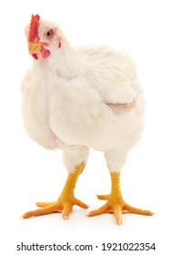 White Hen Isolated On White, Studio Shot