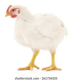 White Hen Isolated On White, Studio Shot