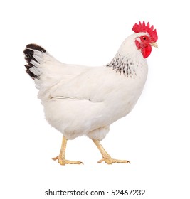 White Hen Isolated On White, Studio Shot