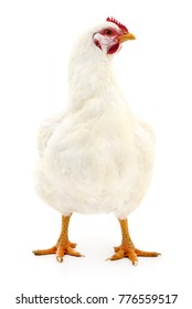 White Hen Isolated On White, Studio Shot