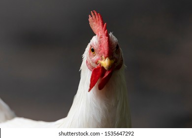 White Hen Looking For Food In The Farm Yard. Chickens. Free Range Cock And Hens