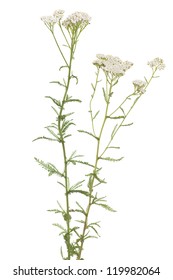 white herb achillea millefolium on white background