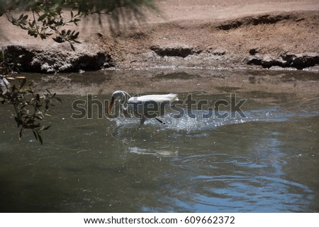 White Heron