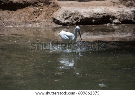 White Heron