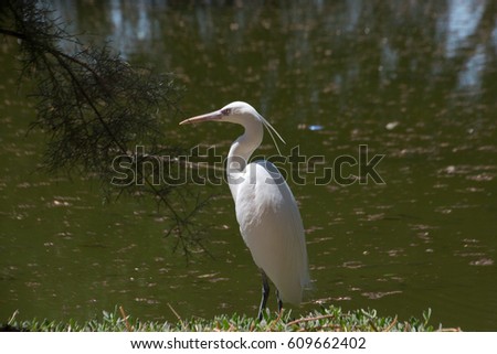 White Heron