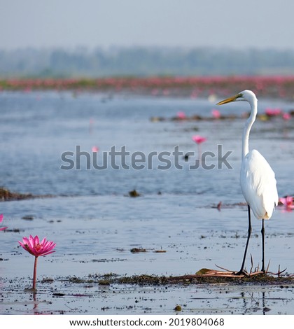 White heron among the lotus flowers.Free space for text.The background.