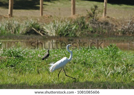 Similar – White stork in a field