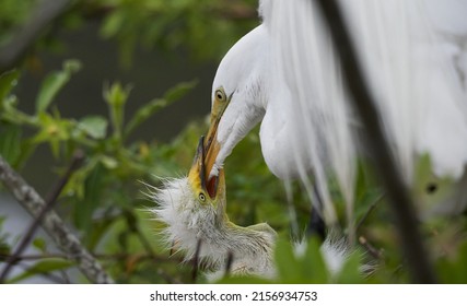 A White Heron Bird Feeding Its Chick On A Blurred Green Background