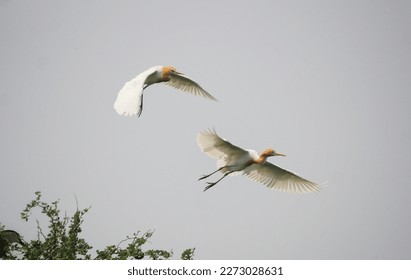 Aves de garza blanca. La garza es de piernas largas, de cuello largo, de agua dulce y de aves costeras. Pertenecen a la familia Ardeidae. Dos garzas blancas están volando en el cielo por perderse en el río.