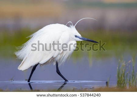 Similar – Vogelbeobachtung Natur