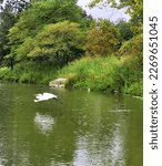 White Heron in flight above Creve Coeur Lake