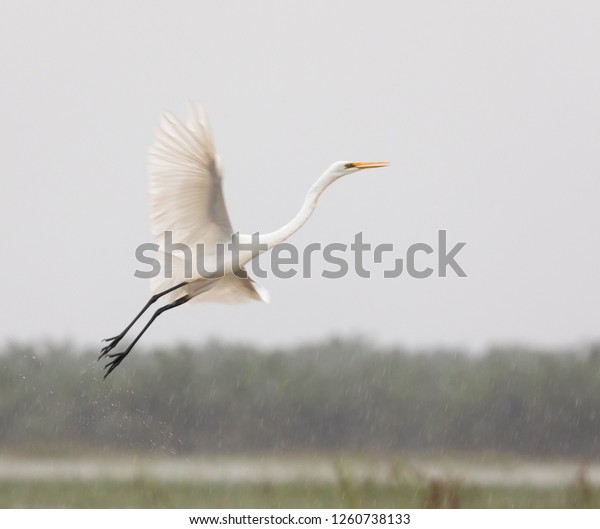 White Heron Flying Stock Photo (Edit Now) 1260738133