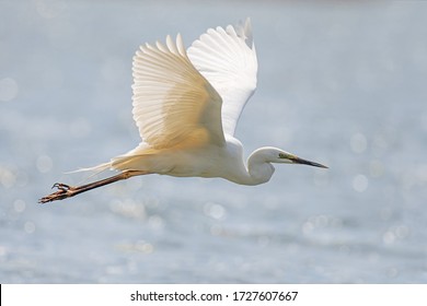 White heron, Great Egret, fly on the lake background. Water bird in the nature habitat. Wildlife scene - Powered by Shutterstock