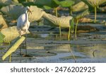 White heron, or great egret, standing in a shallow lake with a spotted gar fish its mouth in spring.