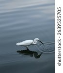 white heron herring bird in water 