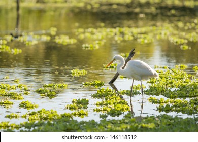 White Heron on a lagoon.