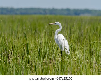 White Heron In Salt Marsh 