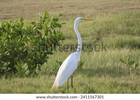white heron stand in the pasture with corn and flowers	