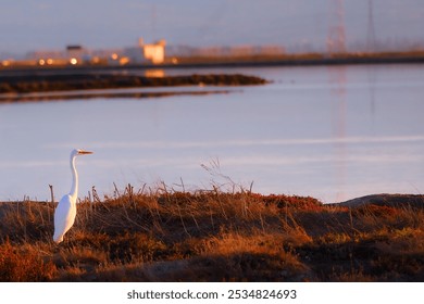 White heron standing in a natural marshland during golden hour. The photo captures warm sunlight, serene nature, and calm waters, highlighting the beauty of the wild. - Powered by Shutterstock