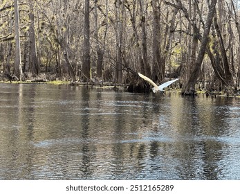 A white heron takes flight over the Ichetucknee River - Powered by Shutterstock