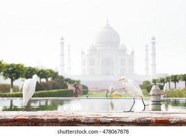 White herons on fountain in the Mehtab Bagh garden with Taj Mahal view in Agra, Uttar Pradesh, India