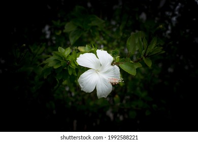 White hibicus blossom in the park
