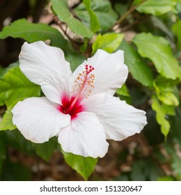 White Hibiscus Flower