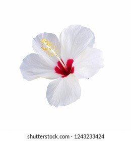 A White Hibiscus Flower Isolated Against A White Background