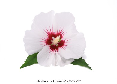 White Hibiscus Flower Isolated On White Background.