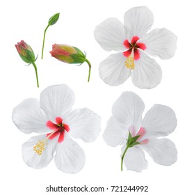 White Hibiscus Flower Isolated On White Background