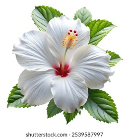 White hibiscus flowers that bloom beautifully - Powered by Shutterstock