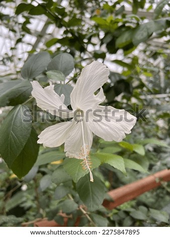 White Hibiscus rosa-sinensis flower in tropical glasshouse, Belfast Botanics, Belfast, Northern Ireland