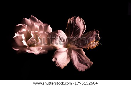 White Hibiscus and rose Flower blossoming in the dark