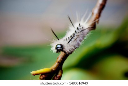 White Hickory Tussock Moth Caterpillar