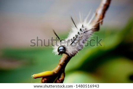 white hickory tussock moth caterpillar